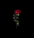 Italian Mulberry silk satin panel showing a single deep red rose with green leaves and a long stem against a black background.